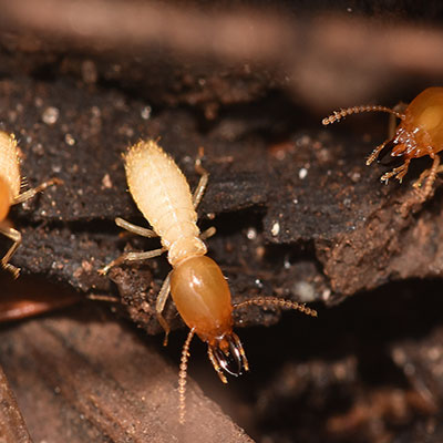 termite control services in dammam