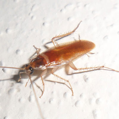 termite control services in saudi arabia