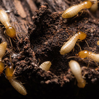 Cockroach Control dammam