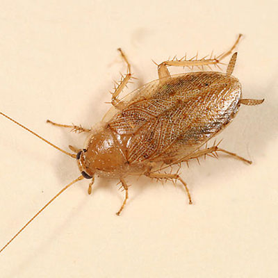 bed bugs control dammam