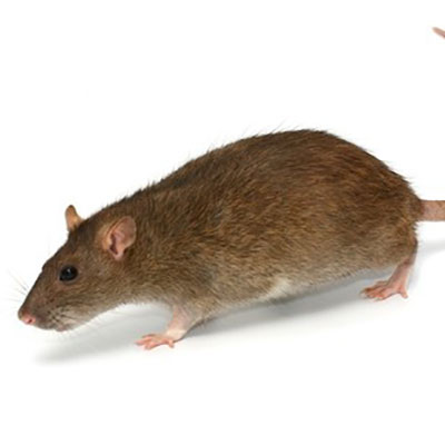 rodent control services riyadh