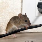 Rodent Control Dammam